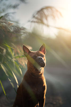 Chinese Chongqing Dog outdoors at sunsetの写真素材
