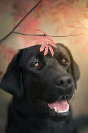 Labrador retriever in autumn park, Septemberの写真素材