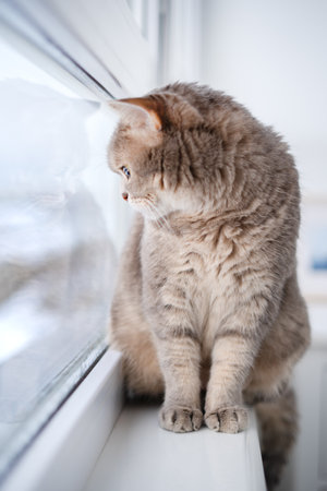 Scottish Cat sitting on the windowsill next to the windowの写真素材
