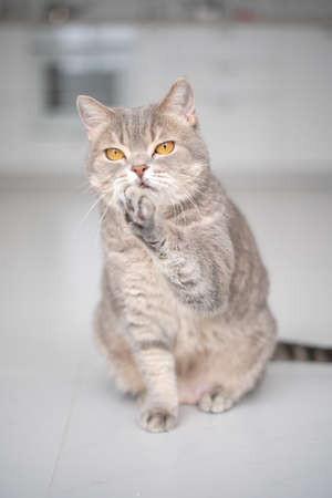 Scottish straight cat sitting on the floorの写真素材