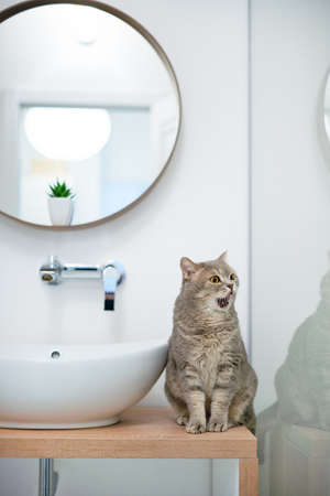 Scottish cat is sitting in the bathroomの写真素材