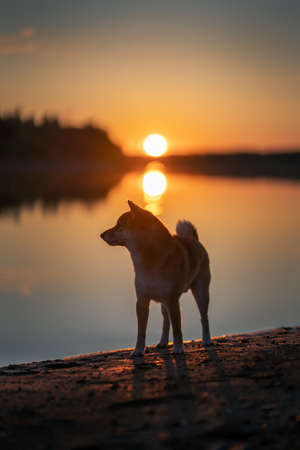 Shiba inu dog near the lake at sunsetの写真素材