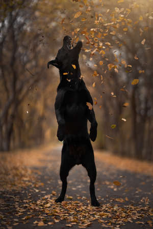 Labrador retriever in autumn park, Septemberの写真素材
