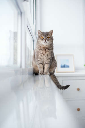 Scottish Cat sitting on the windowsill next to the window