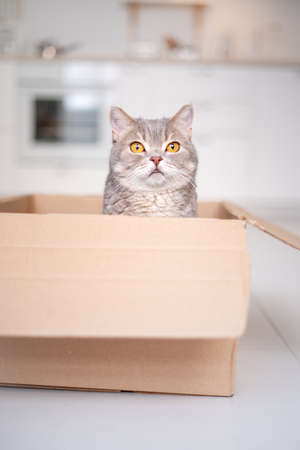 Scottish straight cat sitting in a boxの写真素材