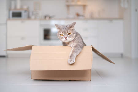 Scottish straight cat sitting in a boxの写真素材