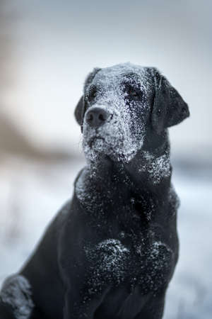 Black labrador retriever dog. Winter dayの写真素材