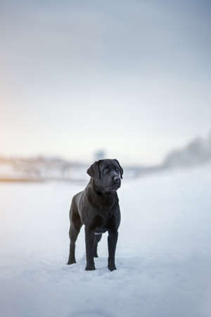 Black labrador retriever dog. Winter dayの写真素材