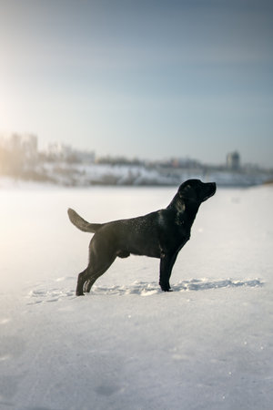 Black labrador retriever dog. Winter dayの写真素材