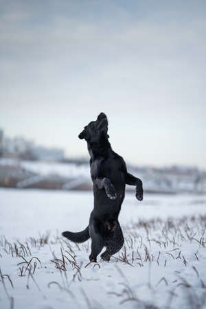 Labrador retriever dog jumping. Winter dayの写真素材