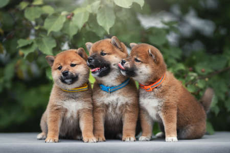 Shiba inu puppies on a background of green foliageの写真素材