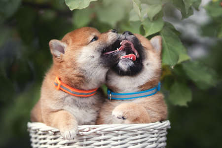 Shiba inu puppies on a background of green foliage