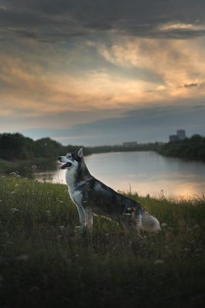 Siberian Husky on a sunset background. Big dogの写真素材