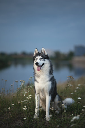 Siberian Husky on a sunset background. Big dogの写真素材