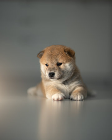 Cute Shiba Inu puppy. Studio shotの写真素材