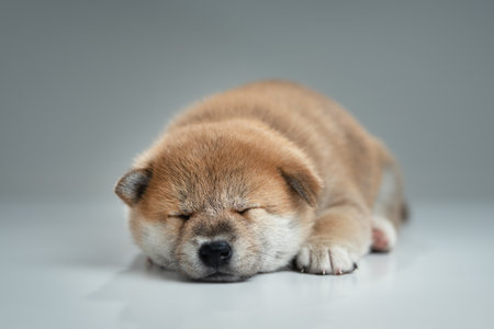 Cute Shiba Inu puppy. Studio shotの写真素材