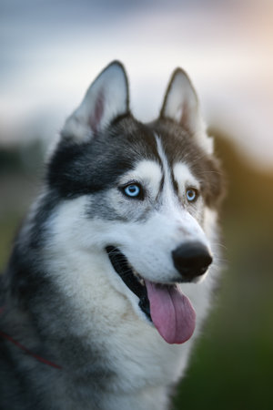 Siberian Husky on a sunset background. Big dogの写真素材