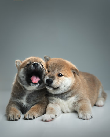 Two cute shiba inu puppies. Studio shotの写真素材