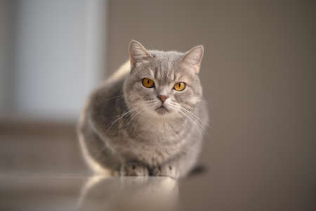 Scottish straight cat. Studio shotの写真素材