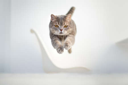 Scottish cat jumping up. Studio shotの写真素材