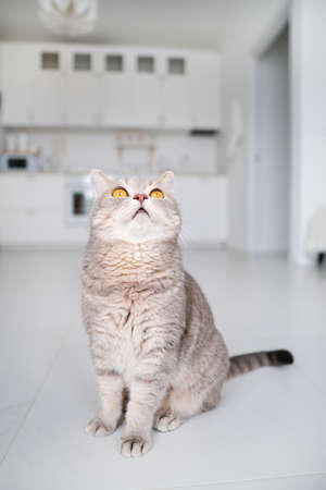 Scottish straight cat. Studio shotの写真素材