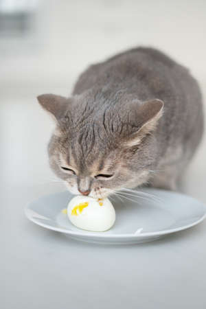 Scottish cat eating an egg on a light backgroundの写真素材