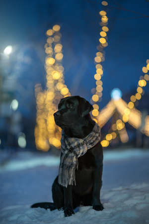 Black labrador retriever dog, in the night cityの写真素材