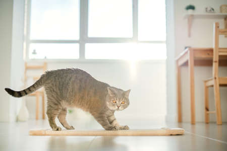 Scottish cat with a scratching post. Yoga catの写真素材