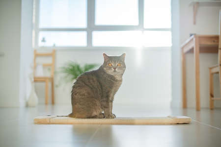 Scottish cat with a scratching post. Yoga catの写真素材