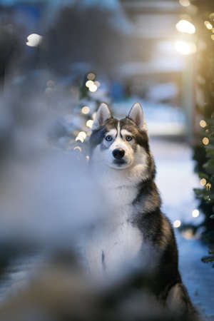 Siberian husky dog and christmas lightsの写真素材