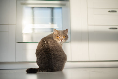 Scottish Straight cat. Back of a catの写真素材