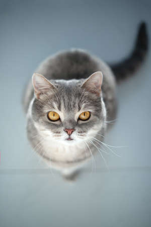Scottish Straight cat. Portrait of a cat looking upの写真素材