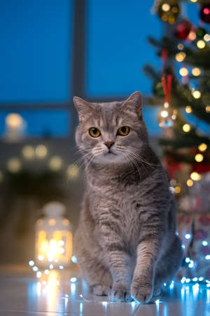 Christmas cat. Scottish straight cat. Lights backgroundの写真素材