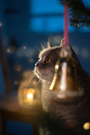 Christmas cat. Scottish straight cat. Lights backgroundの写真素材