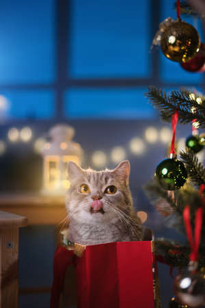 Christmas cat. Scottish straight cat. Lights backgroundの写真素材