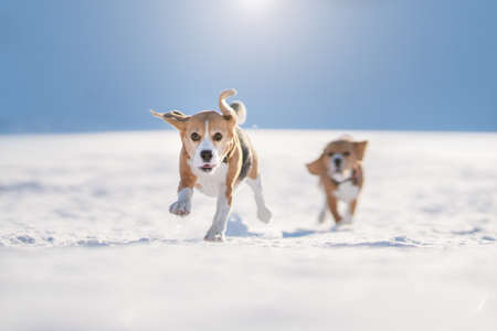 Running beagle dog. Snowy field