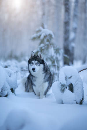 Siberian husky in winter in the forestの写真素材