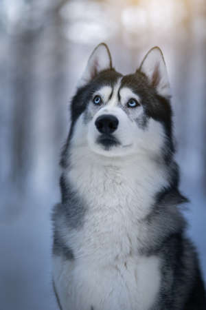 Siberian husky in winter in the forestの写真素材