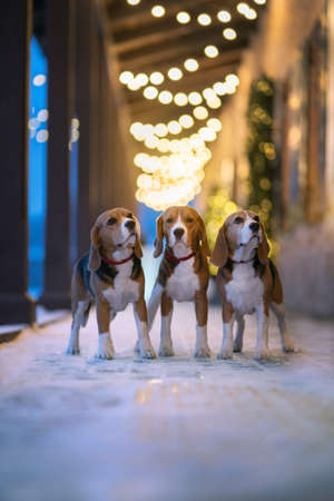 Three beagle dogs in the night cityの写真素材