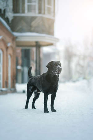Labrador retriever black dog. winter cityの写真素材