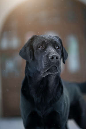 Labrador retriever black dog. winter cityの写真素材