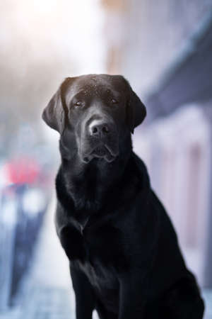 Labrador retriever black dog. winter cityの写真素材