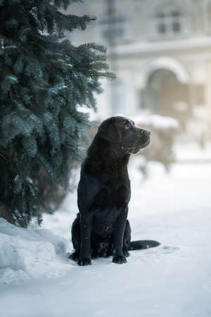 Labrador retriever black dog. winter cityの写真素材