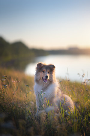 Young Rough Collie dog. nature, sunsetの写真素材