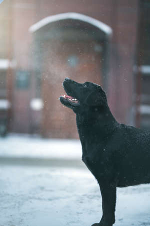 Labrador retriever black dog. winter cityの写真素材