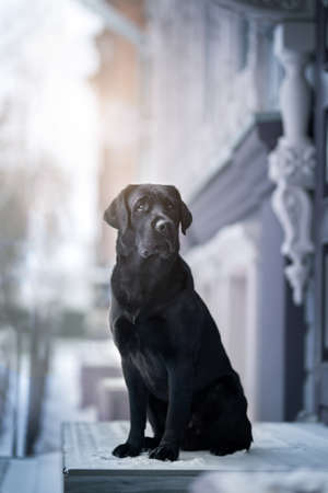 Labrador retriever black dog. winter cityの写真素材