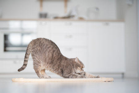 Scottish cat using scratching post. Studio shotの写真素材