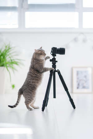 cat photographer. Scottish straight cat with photo cameraの写真素材