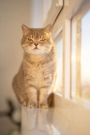 Scottish straight cat. Indoors, sunsetの写真素材