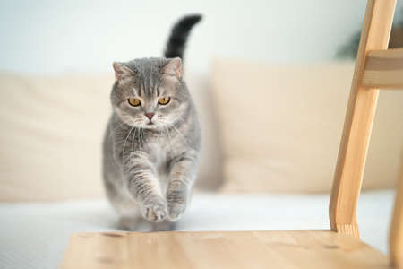 Scottish cat jumping. The cat is runningの写真素材